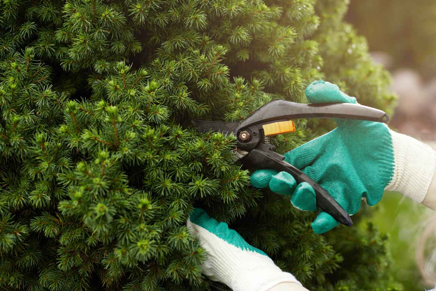 Best Arborist Services Near Me  in Sugarmill Woods, FL